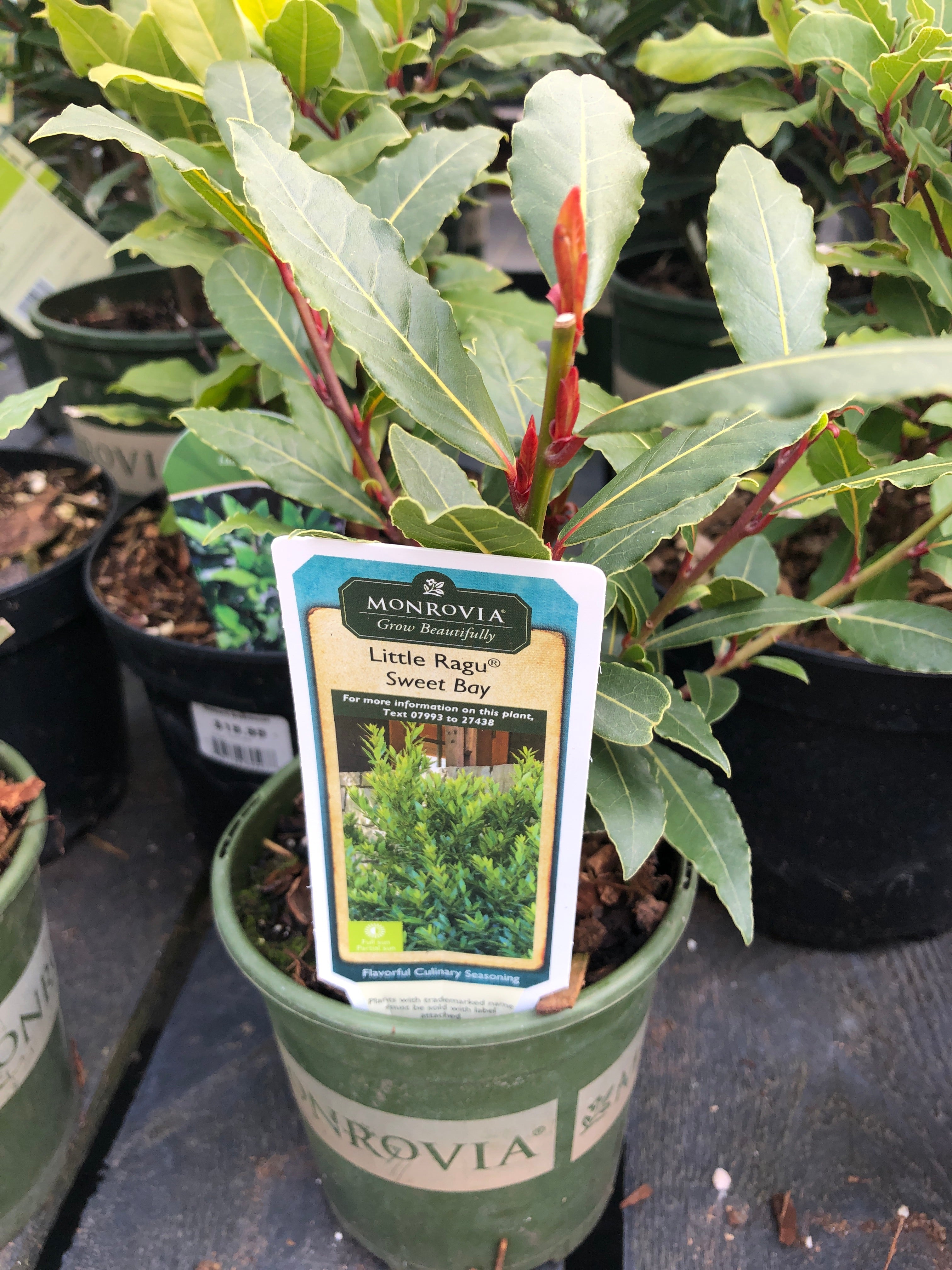 Bay Leaf Sweet Little Ragu